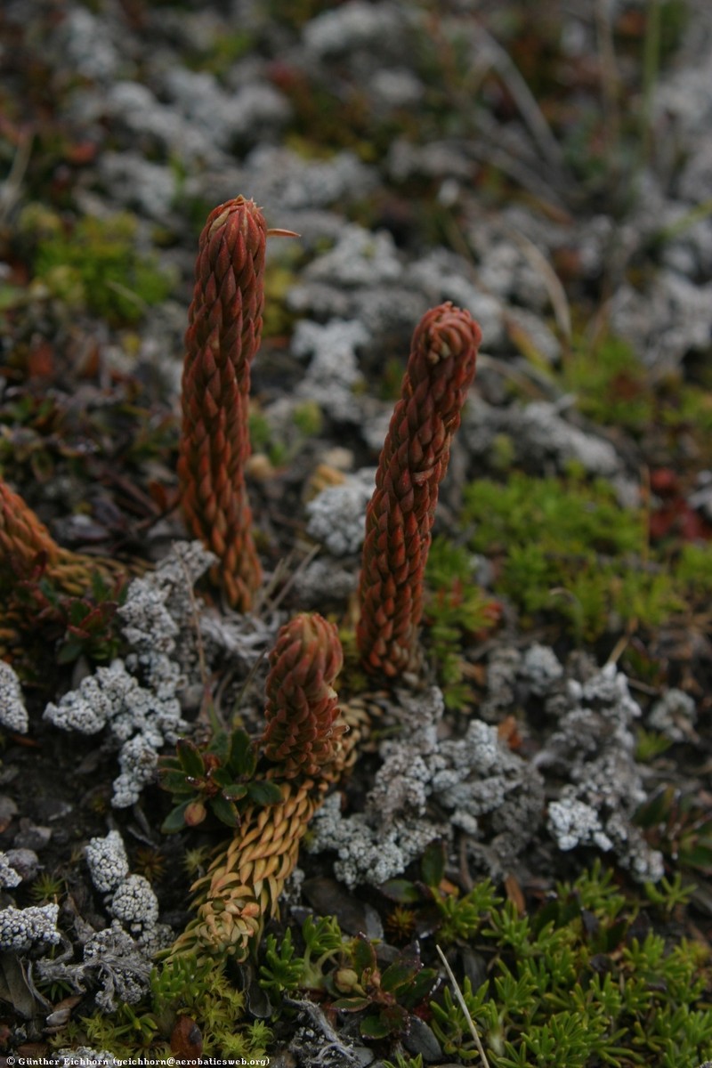 Huperzia crassa