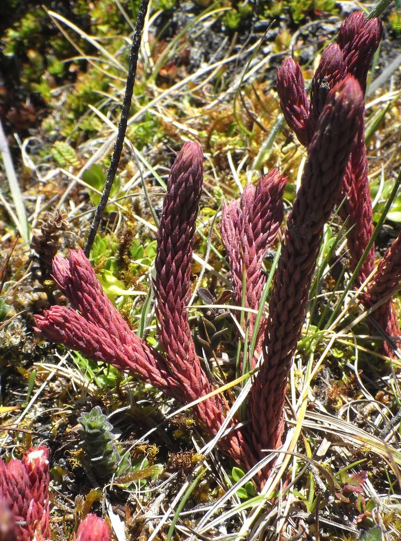 Huperzia crassa photo 2