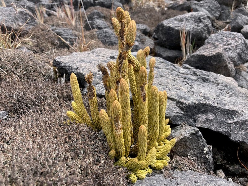 Huperzia crassa photo 3