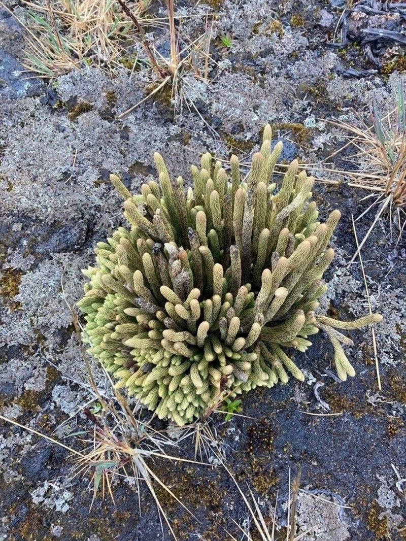 Huperzia crassa photo 5
