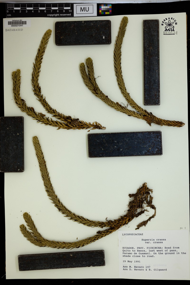 Huperzia crassa var. crassa