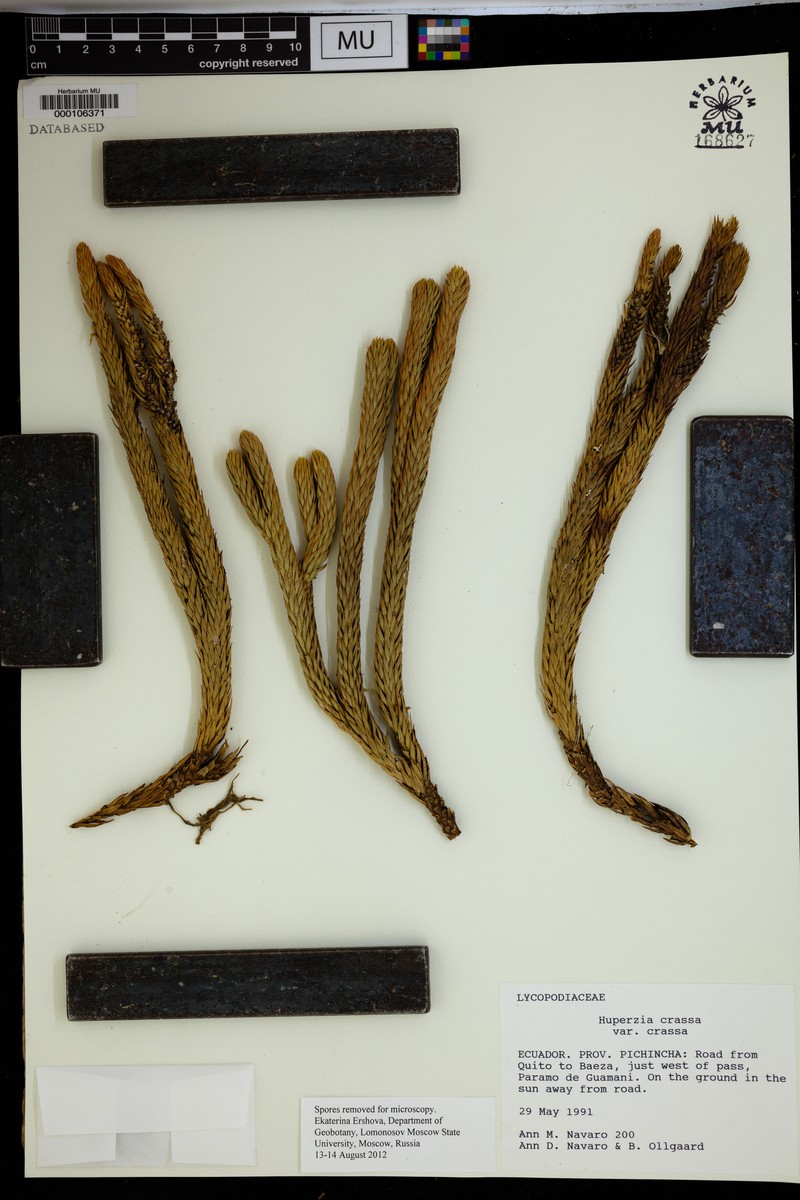 Huperzia crassa var. crassa photo 2