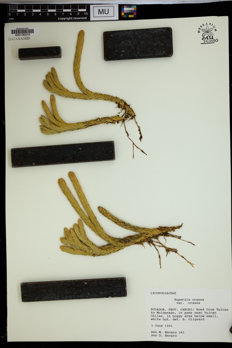 Huperzia crassa var. crassa photo 3