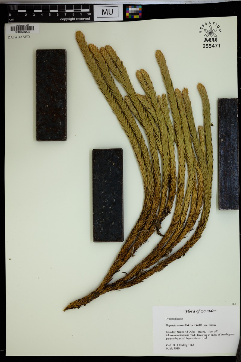 Huperzia crassa var. crassa photo 4