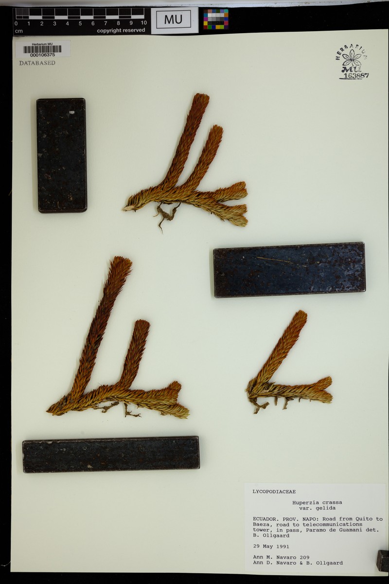 Huperzia crassa var. gelida