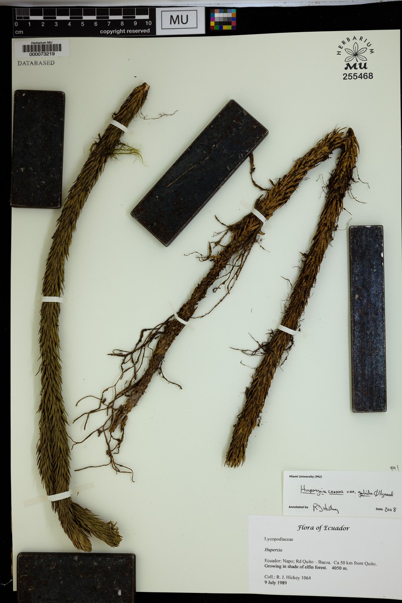 Huperzia crassa var. gelida photo 2