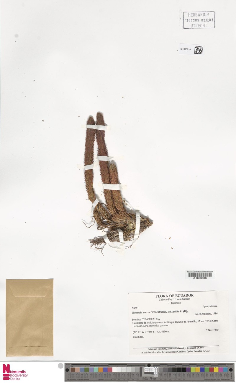 Huperzia crassa var. gelida photo 3