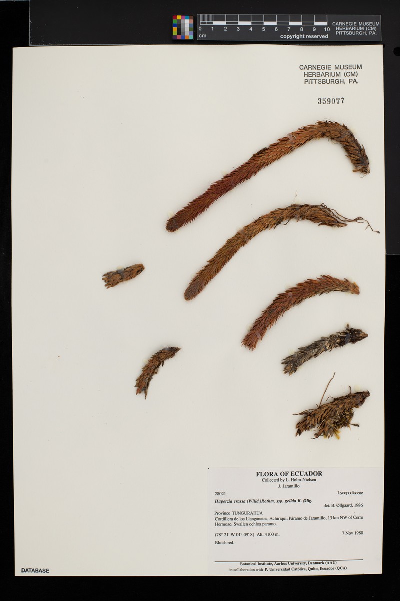 Huperzia crassa var. gelida photo 4