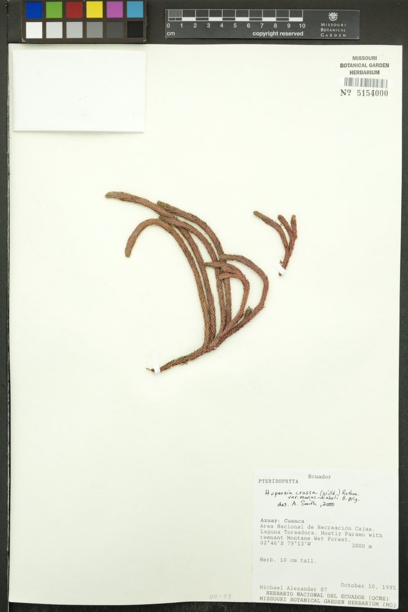 Huperzia crassa var. manus-diaboli