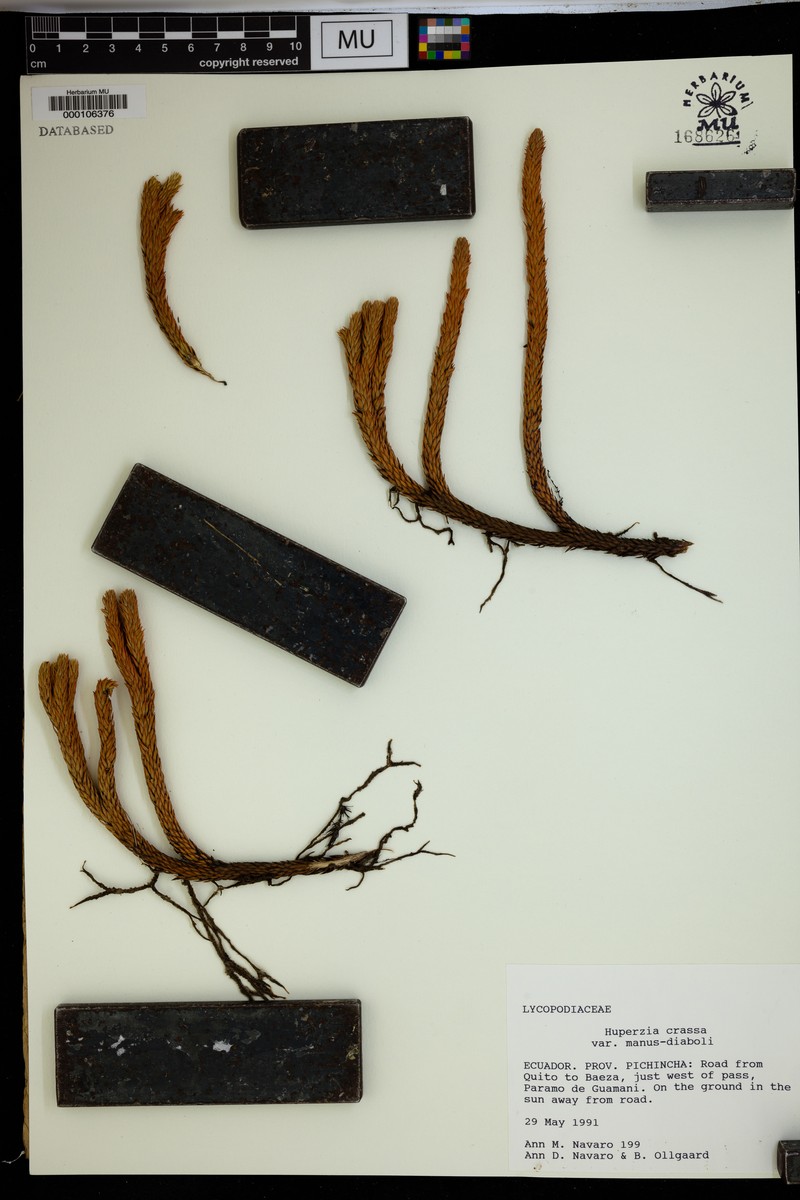 Huperzia crassa var. manus-diaboli photo 2