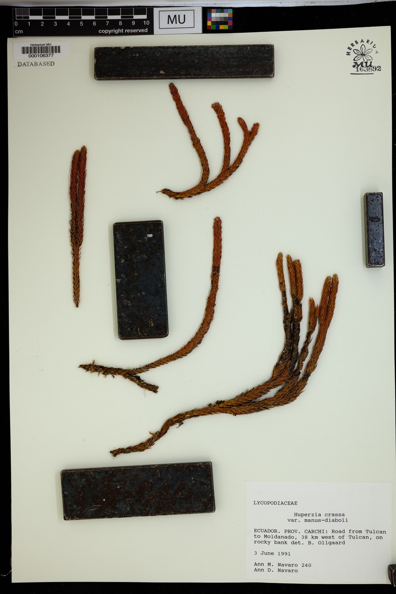 Huperzia crassa var. manus-diaboli photo 3
