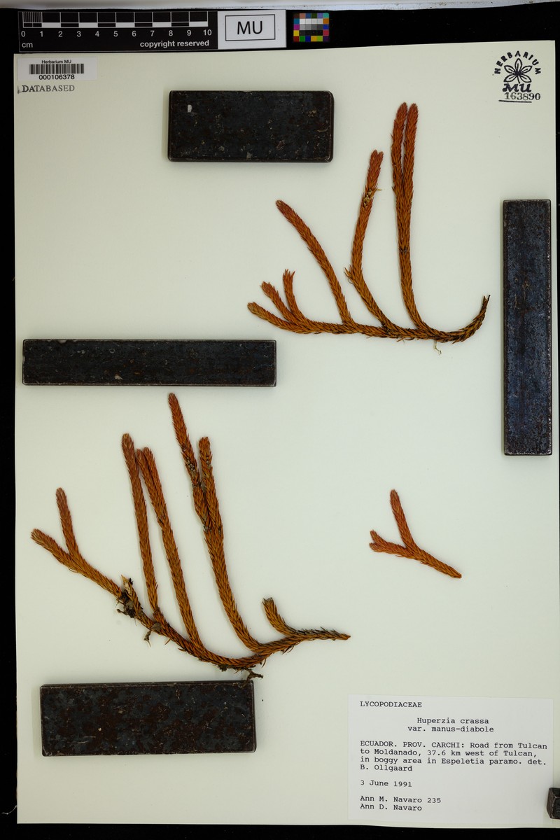 Huperzia crassa var. manus-diaboli photo 4