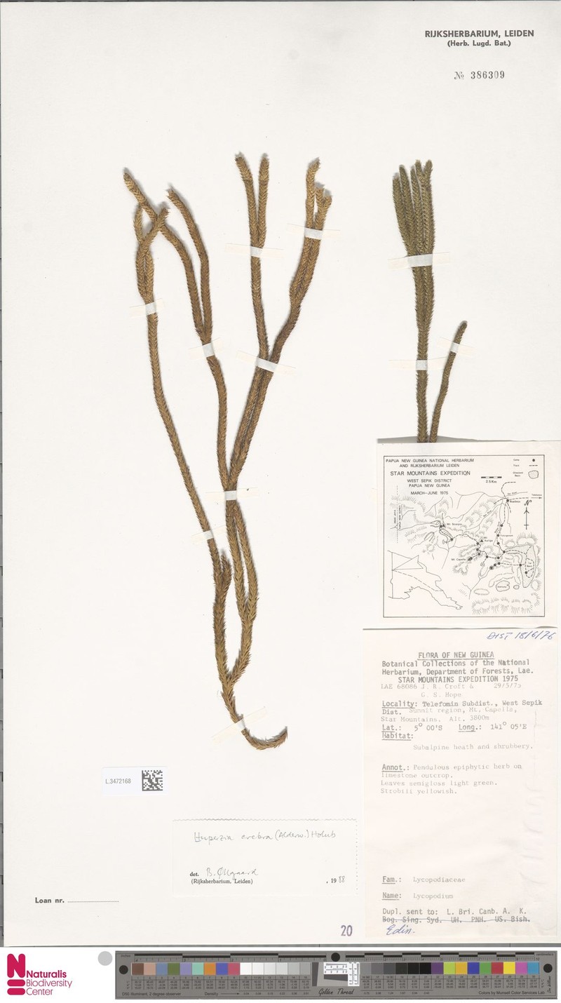 Huperzia crebra