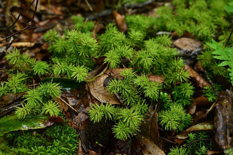Huperzia crispata