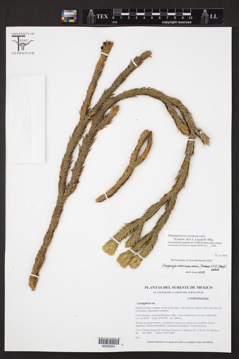 Huperzia cuernavacensis