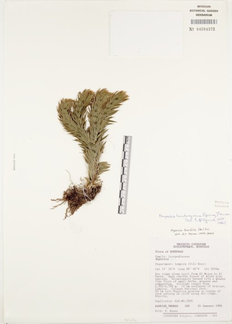 Huperzia cuernavacensis photo 2