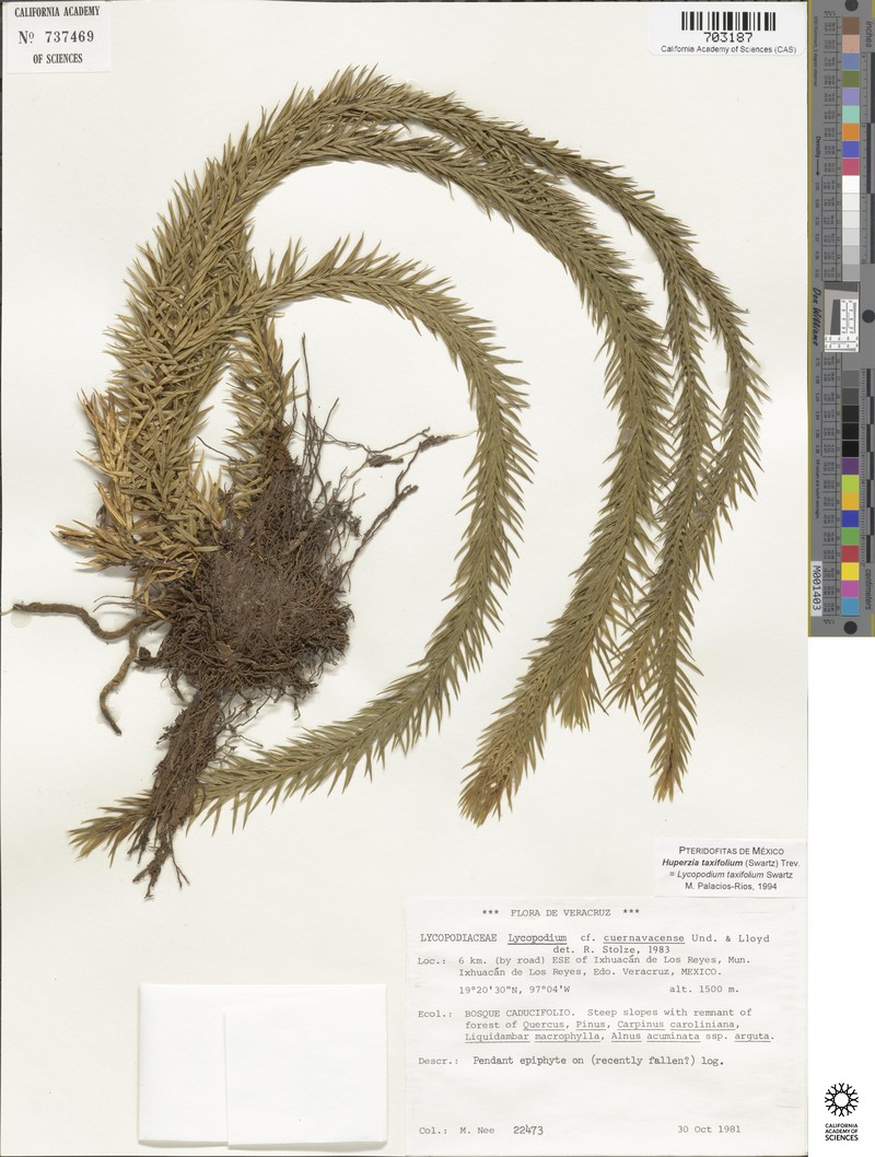 Huperzia cuernavacensis photo 3