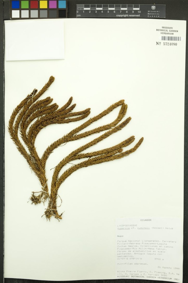 Huperzia cumingii