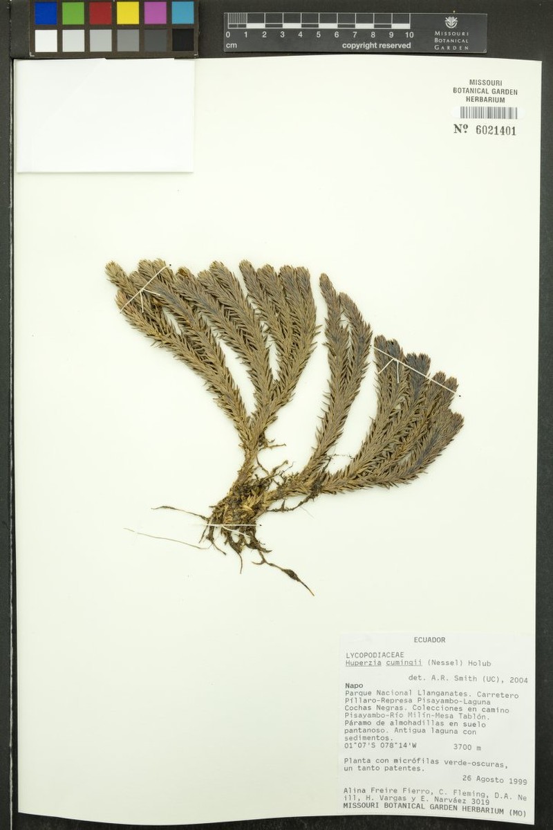 Huperzia cumingii photo 2