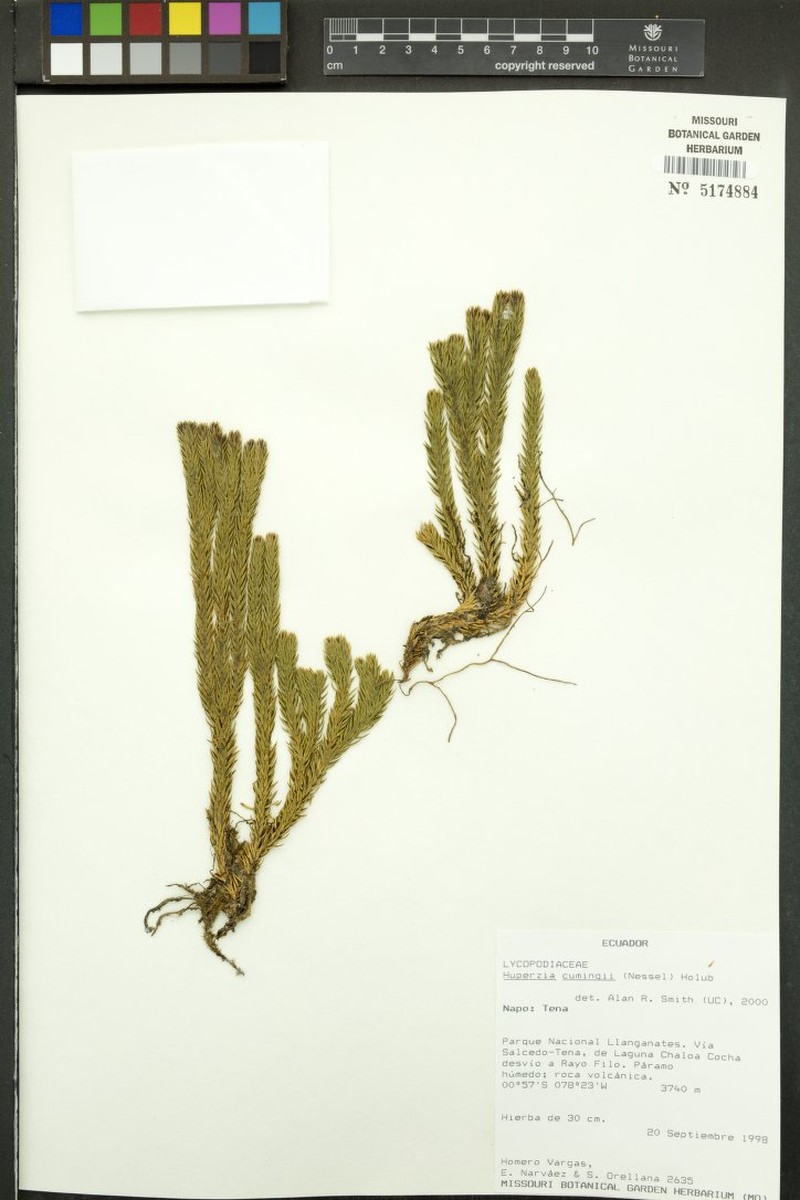 Huperzia cumingii photo 3