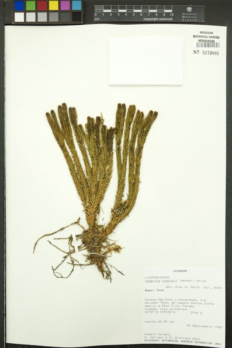Huperzia cumingii photo 4