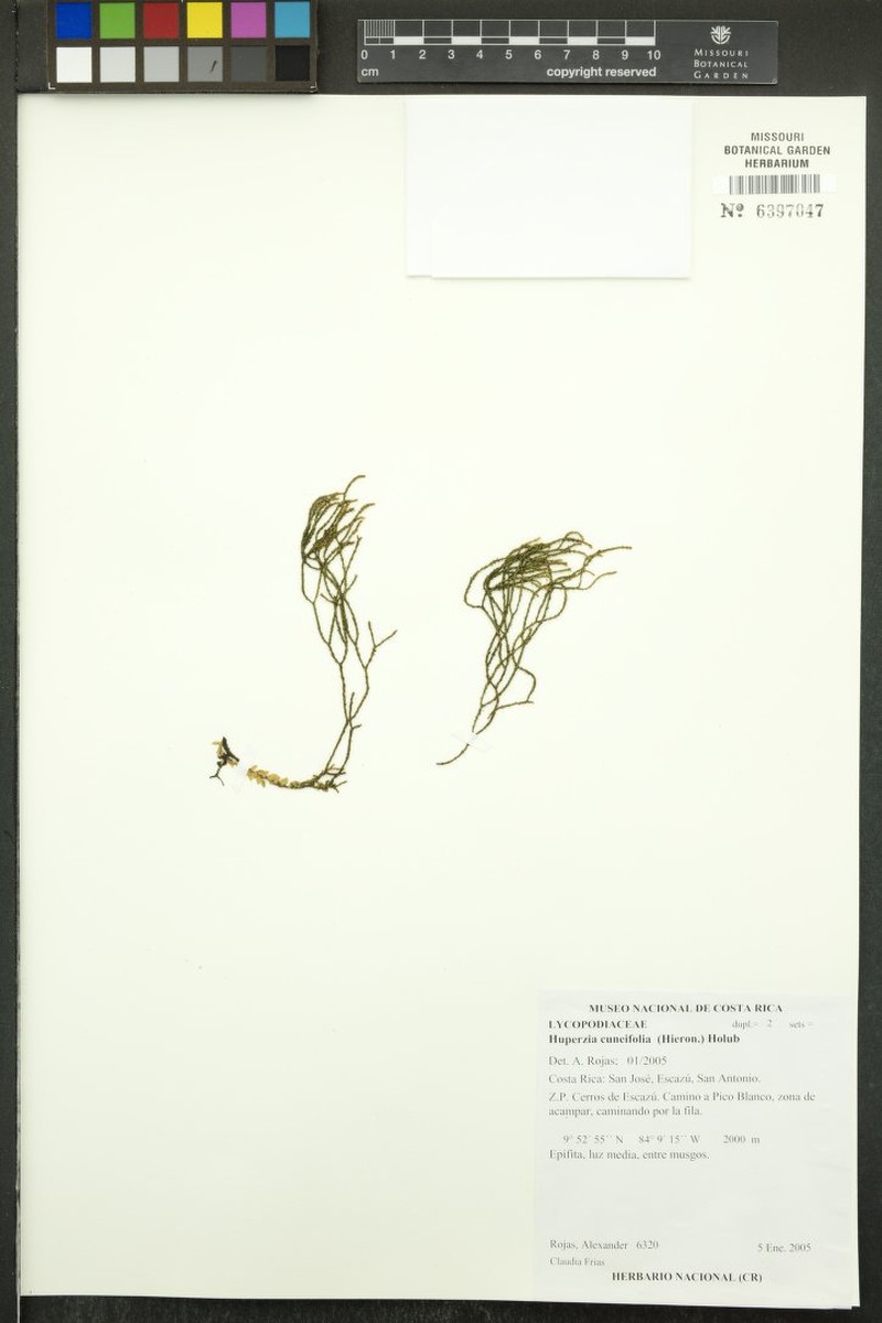 Huperzia cuneifolia