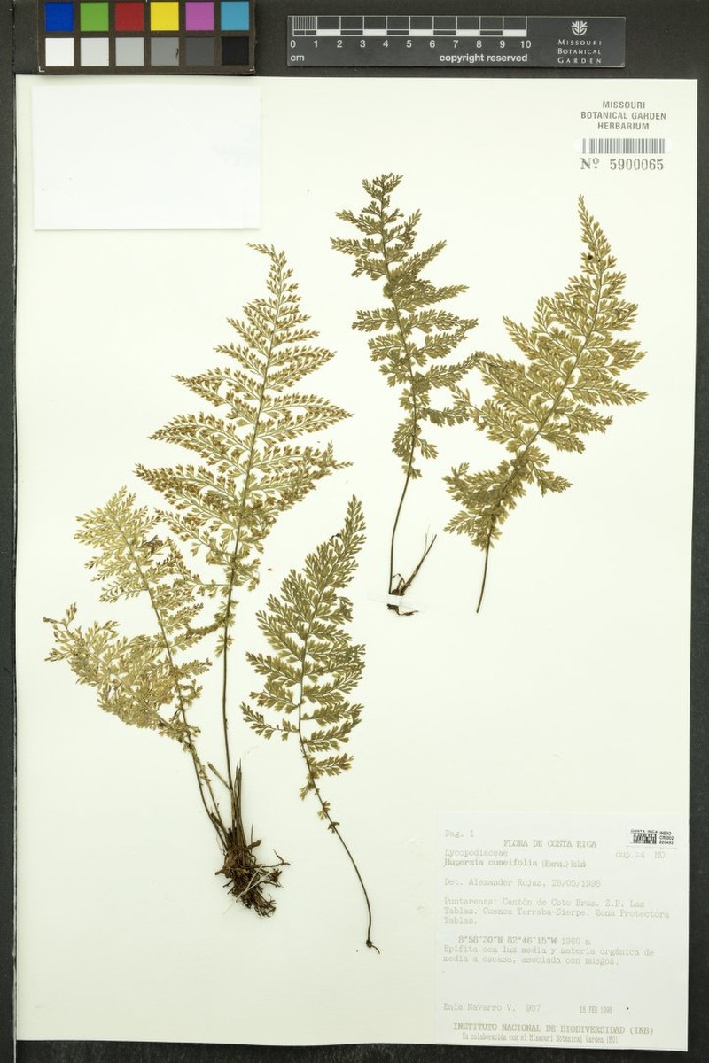 Huperzia cuneifolia photo 2