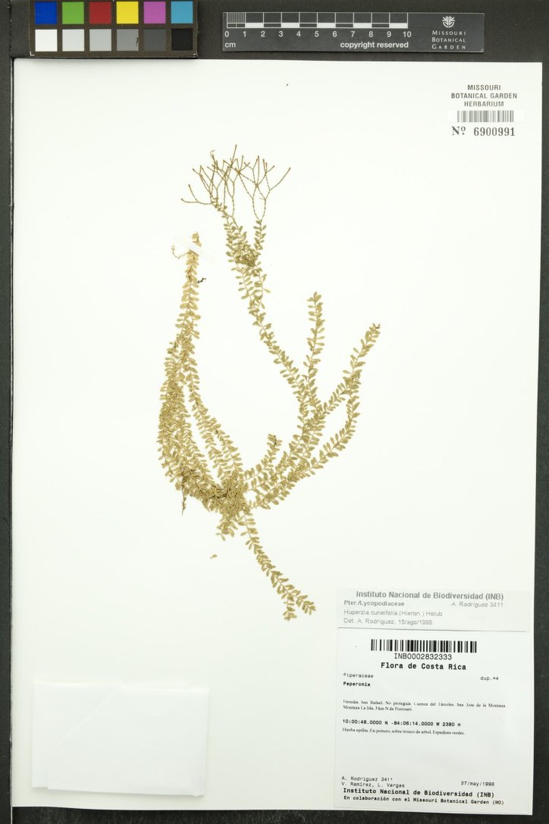 Huperzia cuneifolia photo 3