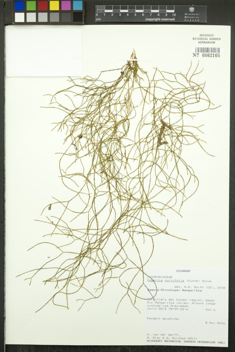 Huperzia curvifolia