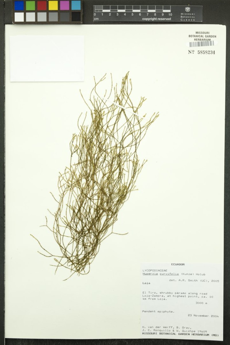 Huperzia curvifolia photo 2