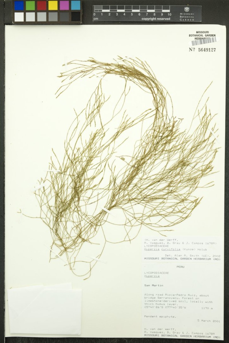 Huperzia curvifolia photo 3