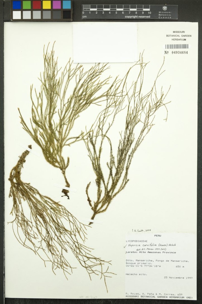 Huperzia curvifolia photo 4