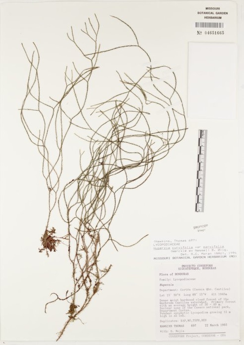 Huperzia curvifolia var. parvifolia