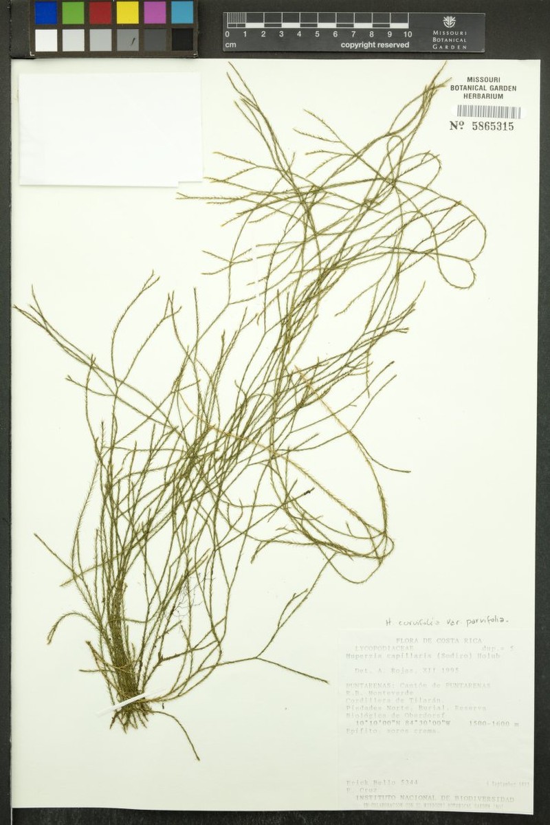 Huperzia curvifolia var. parvifolia photo 2