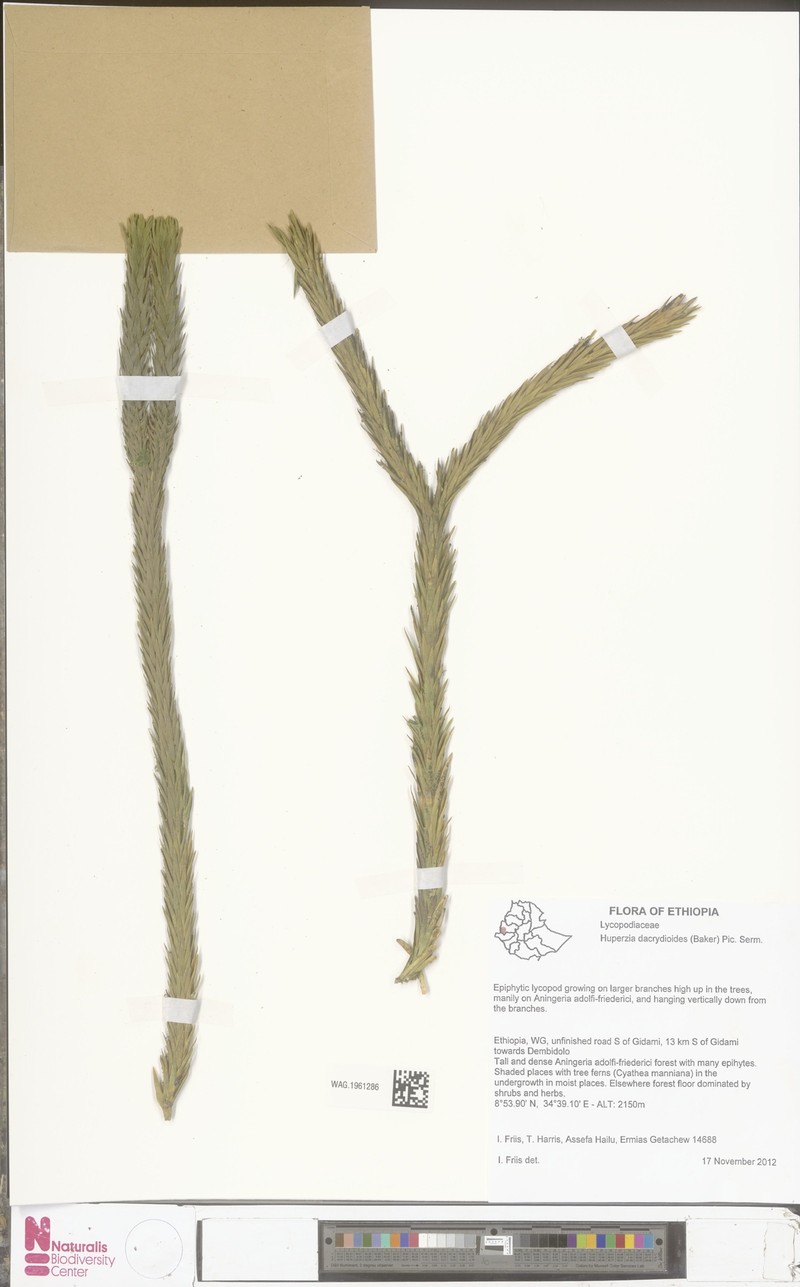 Huperzia dacrydioides