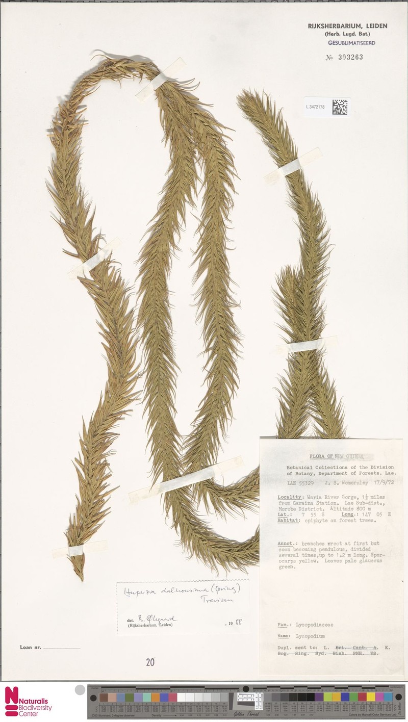 Huperzia dalhousieana photo 2