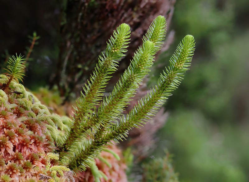 Huperzia dentata