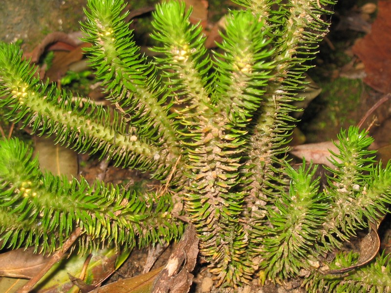 Huperzia dentata photo 2