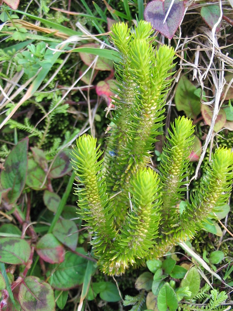 Huperzia dentata photo 3