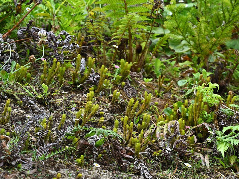 Huperzia dentata photo 4