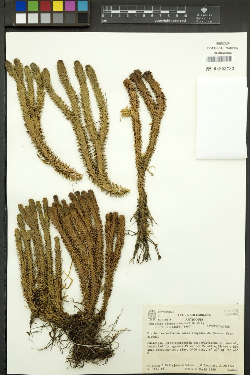 Huperzia dianae