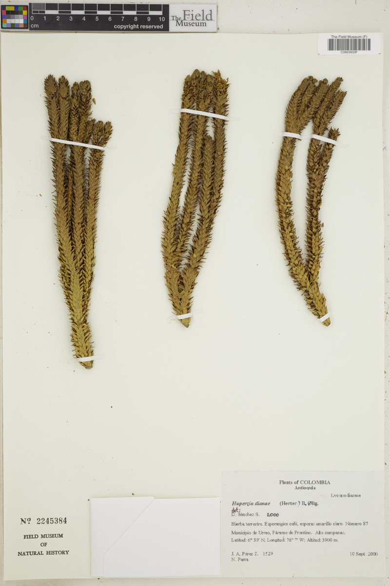 Huperzia dianae photo 2