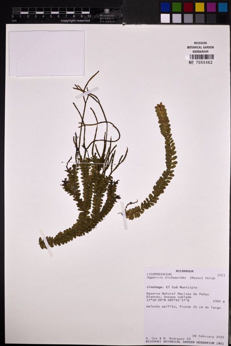 Huperzia dichaeoides