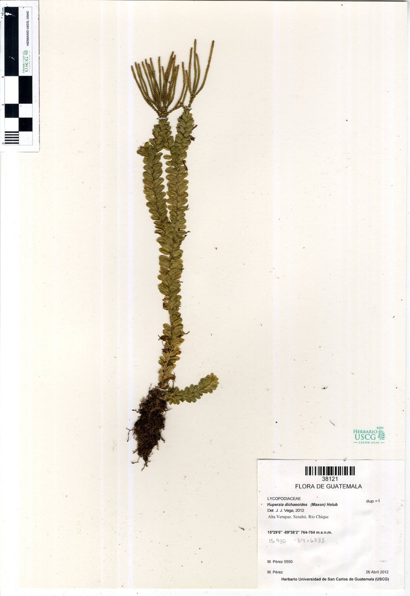 Huperzia dichaeoides photo 2