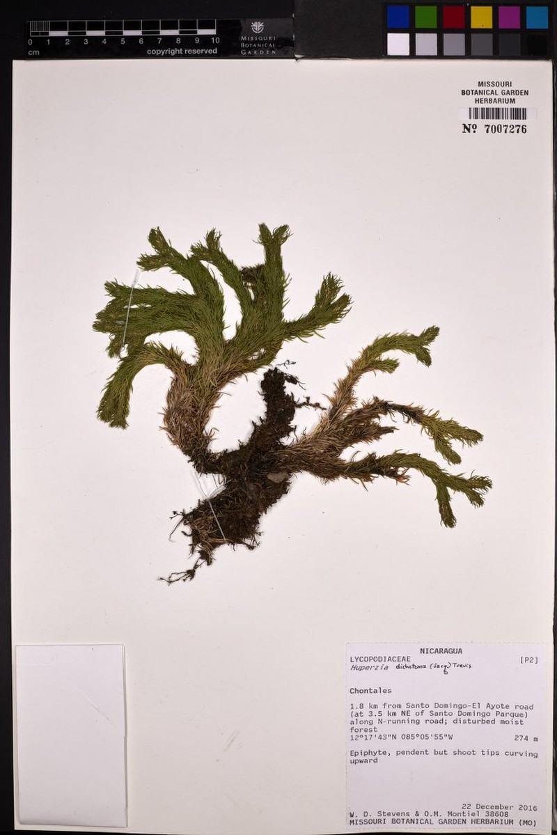 Hanging Clubmoss
