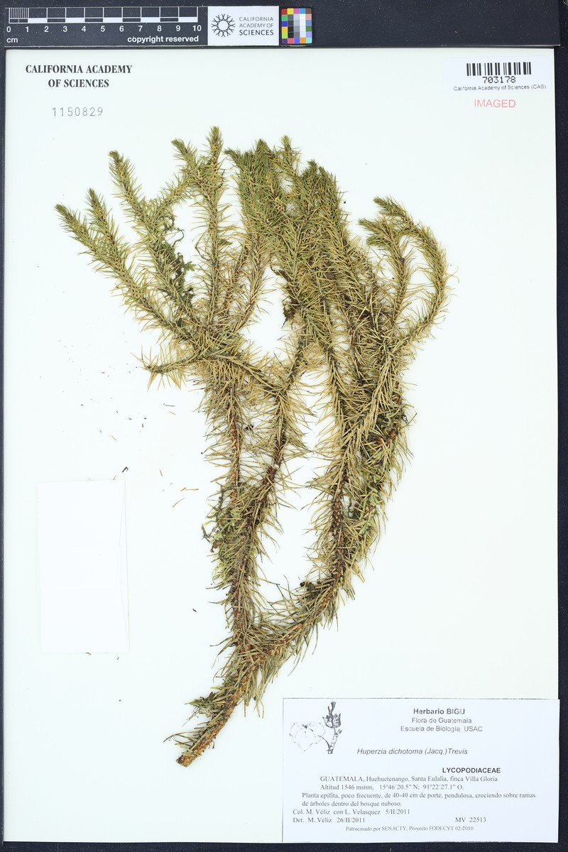 Hanging Clubmoss photo 2