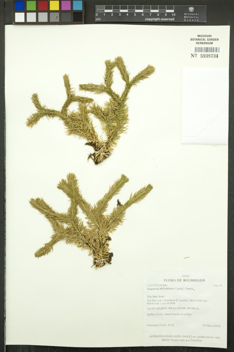 Hanging Clubmoss photo 3