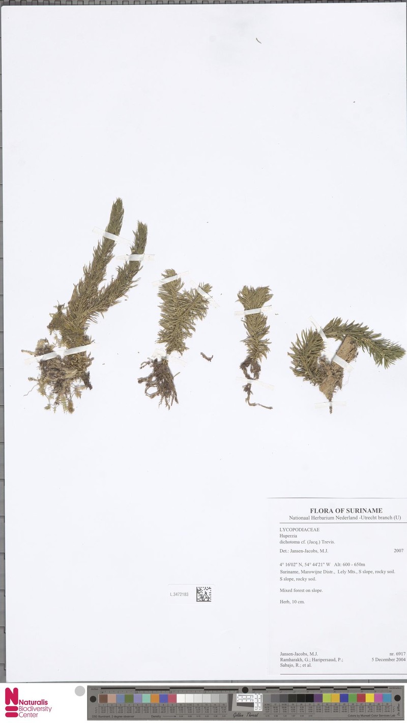 Hanging Clubmoss photo 4