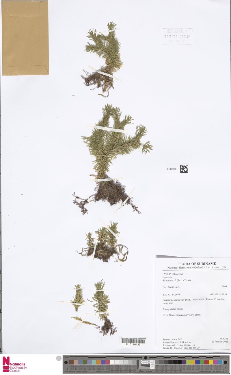Hanging Clubmoss photo 5