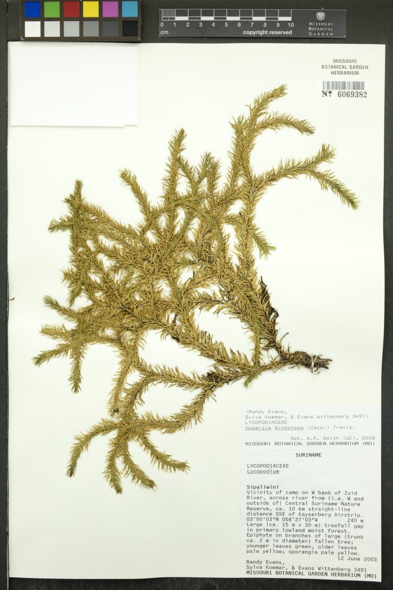 Hanging Clubmoss photo 6